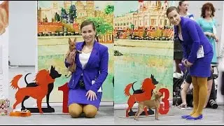 Russian Toy NDS2016 Smooth-haired, winner class