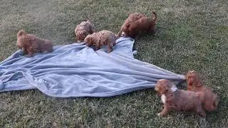 Mini Goldendoodle Puppies For Sale