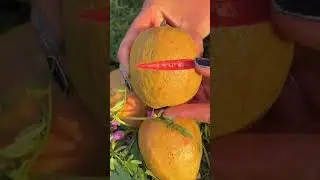 fruit videos / cutting skills / fruits cutting #youtubeshorts #shortvideo