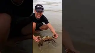 Giant mud crab #fishing #fishingvideo #shorts