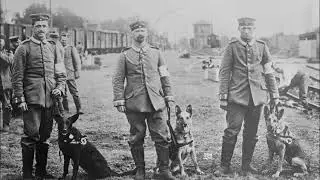 Photos of German Army Dogs During World War 1 (1914-1918)