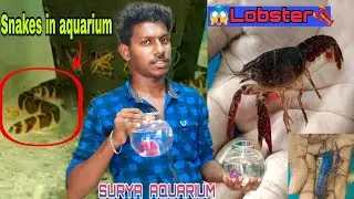 Surya Aquarium(Thoothukudi)Tamil Snake Fish,Cray fish,Angel,Molly,Koi,Gold,Arowna,Flowehorn,Guppies