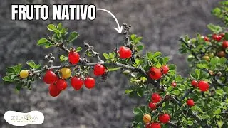 Granjeno Rojo - Zarzag&uuml;il - Pico de Pajaro I Condalia velutina