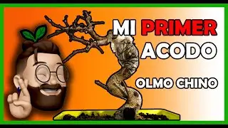 COMO HACER #ACODO AEREO a un #OLMO #CHINO #BONSAI muy FACIL!! (TE LO EXPLICO PASO A PASO)