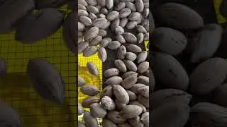 Pecan Inspection Sorting Table