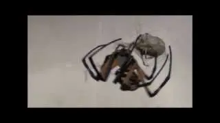 Giant Orb Spider Vs Stinkbug