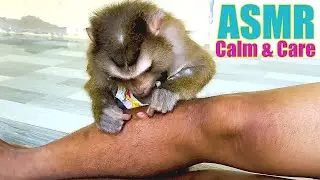 Her ASMR Grooming Video Are Sooo PRETTY | Real Quick Satisfying Dr. BELA
