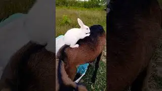 animal's friendship rabbit and goat 🐐🐇🐇 #shorts #short #friends #animals