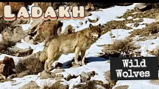Snow Leopard & Wildlife Expeditions in Ladakh: wolf, snow leopard, red fox, birds of prey 
