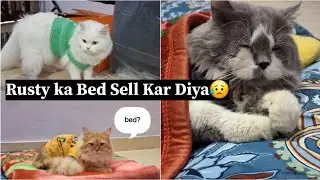 Rusty Apne Bed Ke Liye Pareshan Hai 😥 #meowmate #cat #youtubevideo #viralvideo