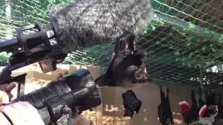 Baby spectacled Flying-Fox pup challenges a TV camera