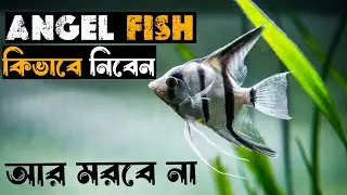 Angel Fish || Angel Fish Care Guide in Bengali || Angel Tank Setup || Tank Mates || Arafat Ali ||