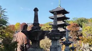 Yagoto-san Kōshō-ji 🍁 El templo m&aacute;s hermoso de Nagoya en oto&ntilde;o | Momijis incre&iacute;bles