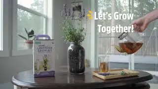 Organic Lavender Windowsill Planter