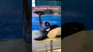 Killer Whales Front Row ROCKS! 🐳👏 #seaworld #killerwhale #travel #fun #cuteanimals #cute #shorts
