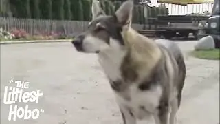 Small Pleasures | The Littlest Hobo | Season 4 | Episode 16