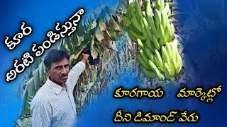 కూర అరటి సాగు బేస్...... గెల 240 రూపాయలు ||AGRI GURU||