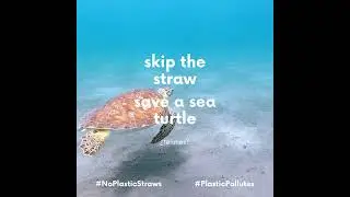 Skip the straw, save a sea turtle
