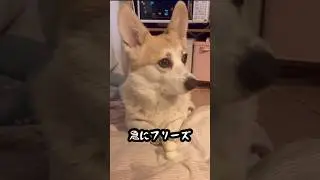 急にフリーズする犬｜今日のはる#158