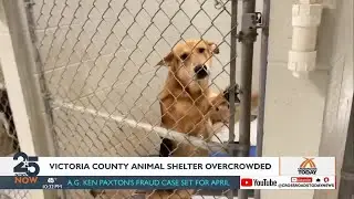 Animal Overcrowding