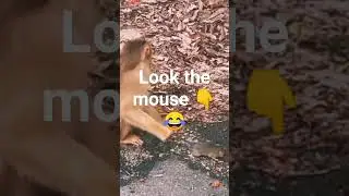just for fun 😂😂#shorts#animalscomedy