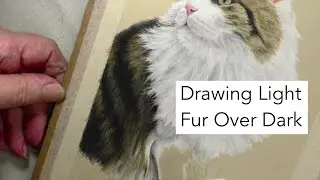 Drawing Light Fur over Dark | Pastel Pencils