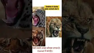 Lion Vs Tiger and jaguar | #tiger #lion #jaguar #shorts