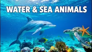 Water & Sea Animals for Kids 🌊 | Learn Ocean Animals with Real Videos
