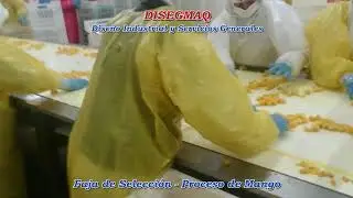 Proceso de Mango - Pelado, Corte y Selecci&oacute;n