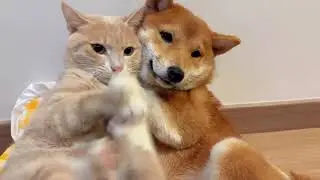 Xiu Gou Oh no I m so cool about it#Cute pets#Daily Life of Cute Pets#Both a cat and a dog#