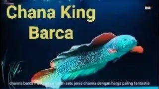 King Chana Barca,Sneakehead fish,ikan Gabus hias kualitas kontes #sneakeheads #kingchanabarca
