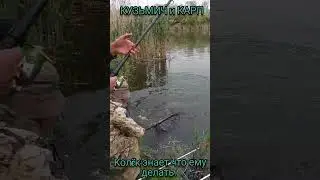 Колëк знает что ему делать.