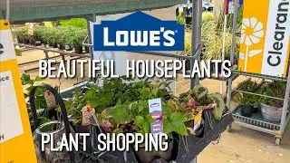 Clearance Section at Lowes & Plant Shopping for Beautiful Houseplants!