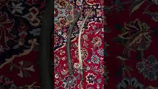 An Indo-Afghan pulwar / poulowar saber #shorts