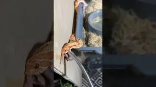 Western Hognose Snake so excited to eat ! #animals #snake #viral #hognose #feeding #haloween #pets