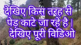 देखिए किस तरह से पेड़ काटेजा रहे है | देखिए पूरी विडिओ  #treecutting #savetreessavelife 