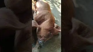 pig farming Buisness 🐖🐷