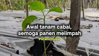 Awal tanam cabai sudah di mulai bolo, semoga panen melimpah 