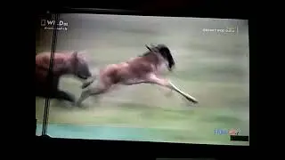 unlucky leopard