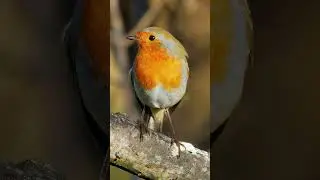 A Robin Redbreast's Melancholy Winter Song - Bird Sounds #shorts