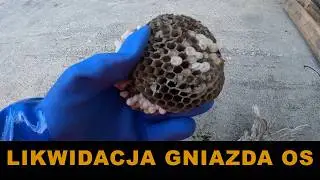 GNIAZDO OS LIKWIDACJA - usuwanie gniazda os - gniazdo os - szerszenie