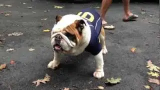 Otis the Bulldog Is Ready For Some Football