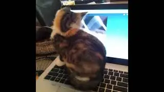 Cat Sits On Laptop Computer! #Cats #Shorts