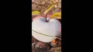 #asmr