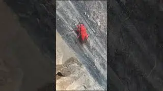 Red Cotton Bug #insects #nature #bug #viral