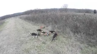 Running Beagles with the legendary Gary Brown Pt1