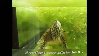 Sternotherus minor peltifer
