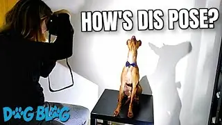 Photogenic Dog Poses Perfectly for Fashion Photographer