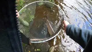 River Ayr. The day I was a Gillie.  A friend of mine Andrew Mackay caught a 10 lb salmon