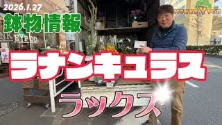 20260127鉢物 【輝く花びらラックス】  「お花屋」 と言うか 「仲卸」です。  花を必要とするすべての方どうぞお越しください。花苗、花鉢、観葉植物、胡蝶蘭。。。お任せください